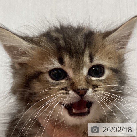 京都府のマンチカン (ペットプラス イオンモールKYOTO店/2025年12月13日生まれ/男の子/ブラウンタビー)の子猫の4枚目の画像