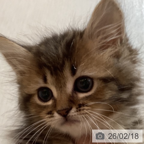 京都府のマンチカン (ペットプラス イオンモールKYOTO店/2025年12月13日生まれ/男の子/ブラウンタビー)の子猫の3枚目の画像