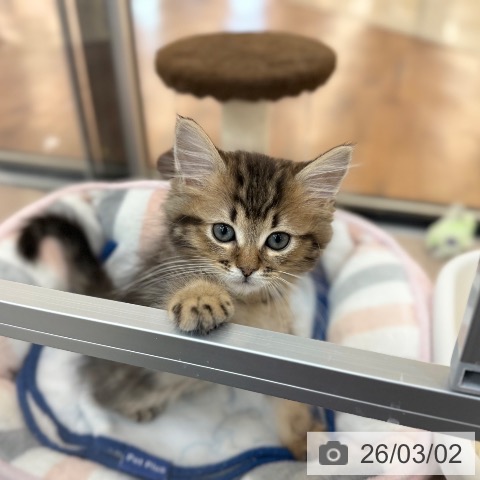 京都府のマンチカン (ペットプラス 久御山店/2025年12月13日生まれ/男の子/ブラウンタビー)の子猫の4枚目の画像