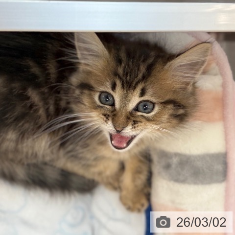 京都府のマンチカン (ペットプラス 久御山店/2025年12月13日生まれ/男の子/ブラウンタビー)の子猫の3枚目の画像