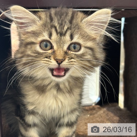 京都府のマンチカン (ペットプラス イオンモールKYOTO店/2025年12月13日生まれ/男の子/ブラウンタビー)の子猫の4枚目の画像