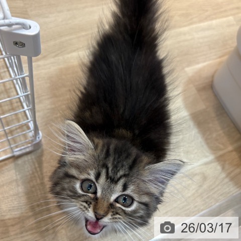 京都府のマンチカン (ペットプラス イオンモールKYOTO店/2025年12月13日生まれ/男の子/ブラウンタビー)の子猫の3枚目の画像