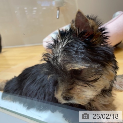 奈良県のヨークシャーテリア (ペットプラス 大和郡山店/2025年12月7日生まれ/女の子/ダークスチールブルータン)の子犬の4枚目の画像