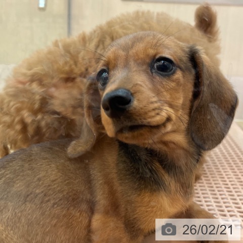 兵庫県のミニチュアダックスフンド(ロング) (ペットプラス 姫路大津店/2025年12月9日生まれ/男の子/レッド)の子犬の4枚目の画像