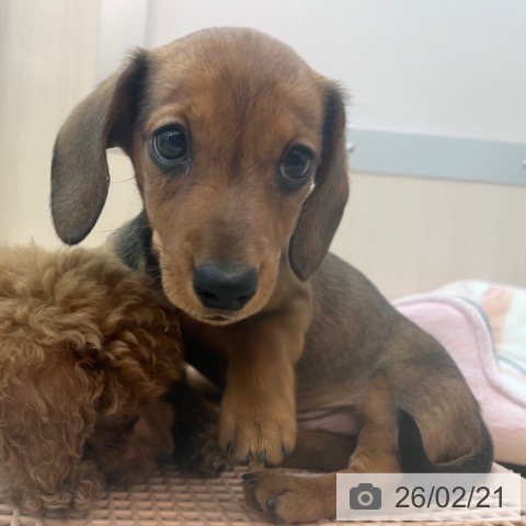 兵庫県のミニチュアダックスフンド(ロング) (ペットプラス 姫路大津店/2025年12月9日生まれ/男の子/レッド)の子犬の3枚目の画像