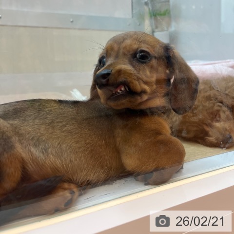 ミニチュア・ダックスフンドの写真