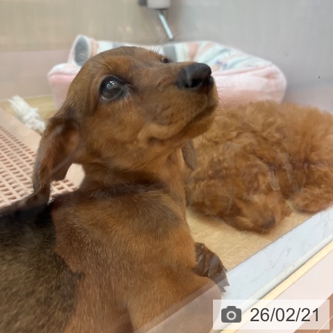 ミニチュア・ダックスフンドの写真