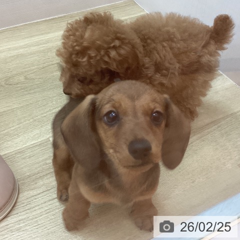 兵庫県のミニチュアダックスフンド(ロング) (ペットプラス 姫路大津店/2025年12月9日生まれ/男の子/レッド)の子犬の3枚目の画像