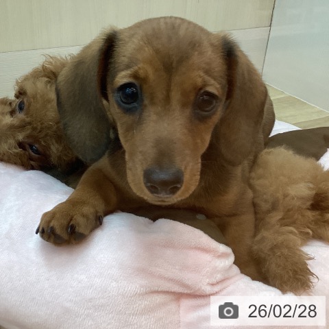 兵庫県のミニチュアダックスフンド(ロング) (ペットプラス 姫路大津店/2025年12月9日生まれ/男の子/レッド)の子犬の3枚目の画像