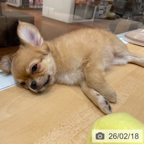 奈良県のチワワ(ロング) (ペットプラス 大和郡山店/2025年12月17日生まれ/男の子/レッドホワイト)の子犬の4枚目の画像