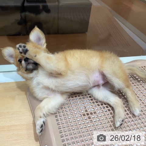 奈良県のチワワ(ロング) (ペットプラス 大和郡山店/2025年12月17日生まれ/男の子/レッドホワイト)の子犬の3枚目の画像