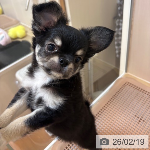 京都府のチワワ(ロング) (ペットプラス イオンモールKYOTO店/2025年12月17日生まれ/男の子/ブラックタンホワイト)の子犬の4枚目の画像