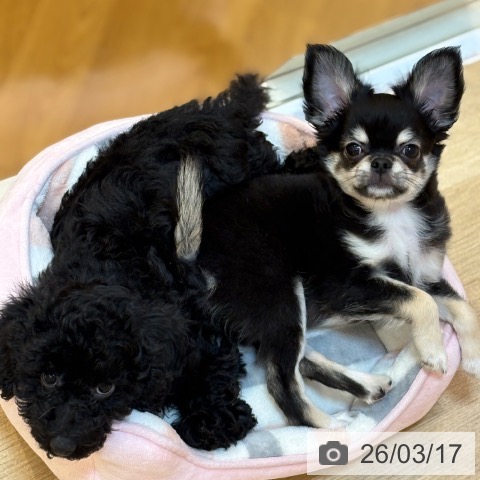 京都府のチワワ(ロング) (ペットプラス イオンモールKYOTO店/2025年12月17日生まれ/男の子/ブラックタンホワイト)の子犬の4枚目の画像