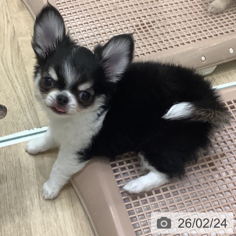 大阪府のチワワ(ロング) (ペットプラス 鶴見店/2025年12月17日生まれ/男の子/ブラックタンホワイト)の子犬の4枚目の画像