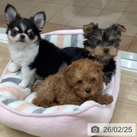 大阪府のチワワ(ロング) (ペットプラス 鶴見店/2025年12月17日生まれ/男の子/ブラックタンホワイト)の子犬の3枚目の画像