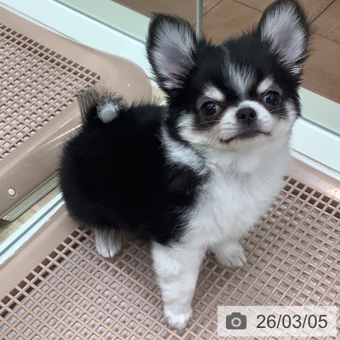 大阪府のチワワ(ロング) (ペットプラス 鶴見店/2025年12月17日生まれ/男の子/ブラックタンホワイト)の子犬の4枚目の画像