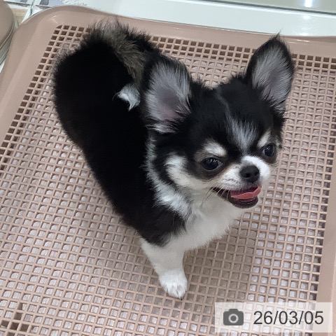 大阪府のチワワ(ロング) (ペットプラス 鶴見店/2025年12月17日生まれ/男の子/ブラックタンホワイト)の子犬の3枚目の画像