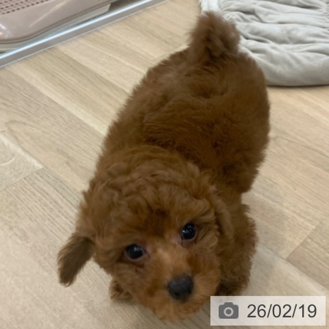 トイ・プードルの写真