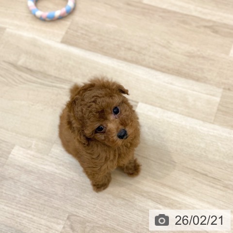 京都府のトイプードル(トイ) (ペットプラス 久御山店/2025年12月19日生まれ/男の子/レッドフォーン)の子犬の4枚目の画像