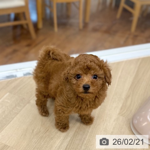 京都府のトイプードル(トイ) (ペットプラス 久御山店/2025年12月19日生まれ/男の子/レッドフォーン)の子犬の3枚目の画像