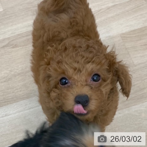 京都府のトイプードル(トイ) (ペットプラス 久御山店/2025年12月19日生まれ/男の子/レッドフォーン)の子犬の3枚目の画像