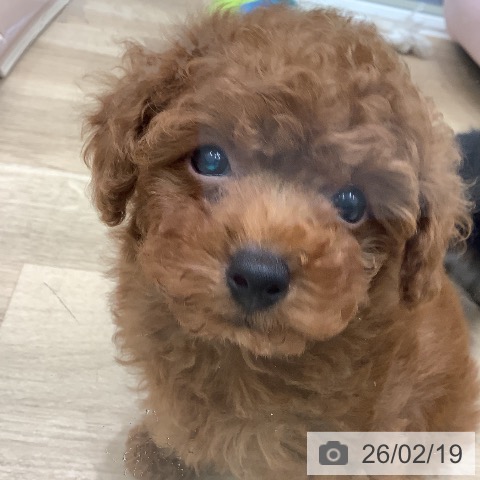 トイ・プードルの写真