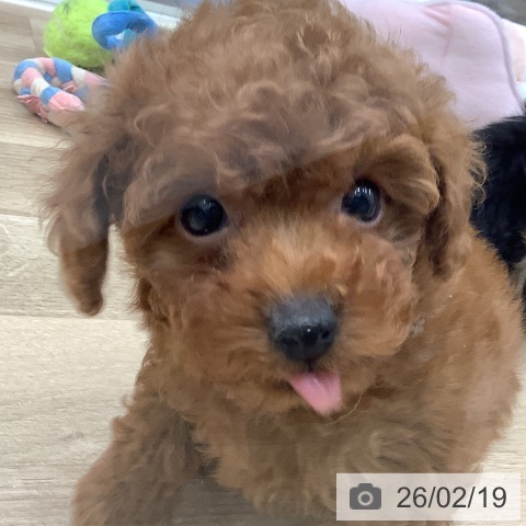 トイ・プードルの写真