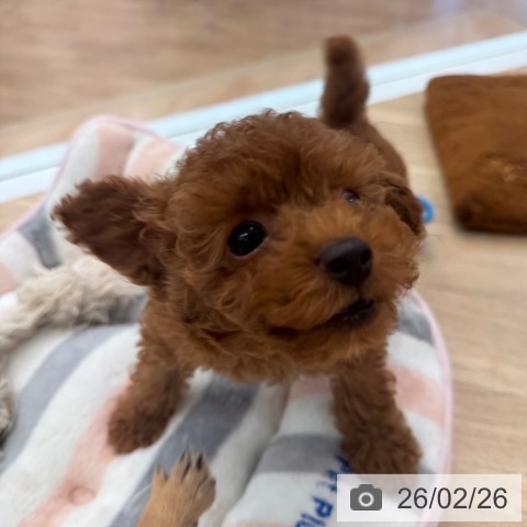 大阪府のトイプードル(トイ) (ペットプラス 大阪ドームシティ店/2025年12月19日生まれ/男の子/レッドフォーン)の子犬の4枚目の画像