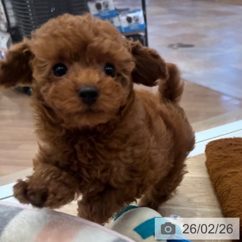 大阪府のトイプードル(トイ) (ペットプラス 大阪ドームシティ店/2025年12月19日生まれ/男の子/レッドフォーン)の子犬の3枚目の画像
