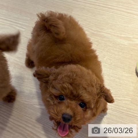 和歌山県のトイプードル(トイ) (ペットプラス 和歌山店/2025年12月19日生まれ/男の子/レッドフォーン)の子犬の4枚目の画像