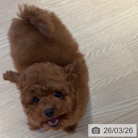 和歌山県のトイプードル(トイ) (ペットプラス 和歌山店/2025年12月19日生まれ/男の子/レッドフォーン)の子犬の3枚目の画像