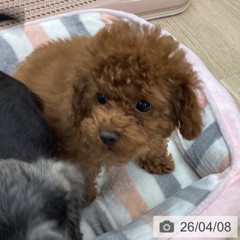 大阪府のトイプードル(トイ) (ペットプラス りんくう泉南店/2025年12月19日生まれ/男の子/レッドフォーン)の子犬の3枚目の画像