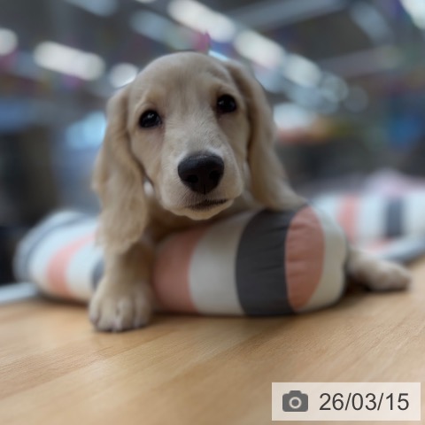 ミニチュア・ダックスフンドの写真