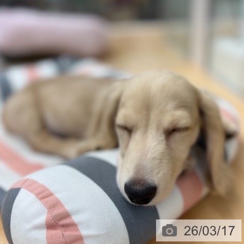 ミニチュア・ダックスフンドの写真