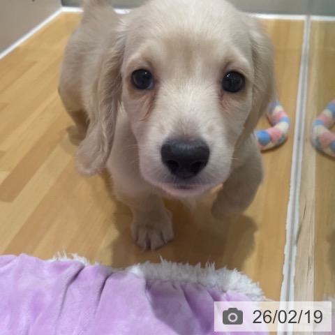 奈良県のミニチュアダックスフンド(ロング) (ペットプラス 大和郡山店/2025年12月15日生まれ/男の子/イエロー)の子犬の3枚目の画像