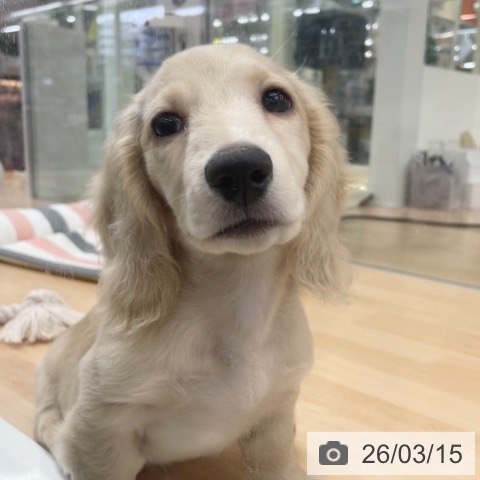 ミニチュア・ダックスフンドの写真