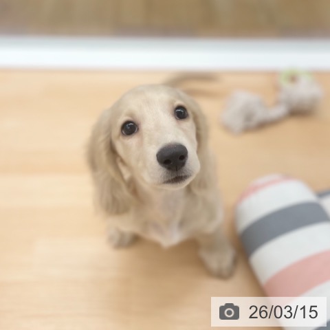 京都府のミニチュアダックスフンド(ロング) (ペットプラス 醍醐店/2025年12月15日生まれ/男の子/イエロー)の子犬の4枚目の画像