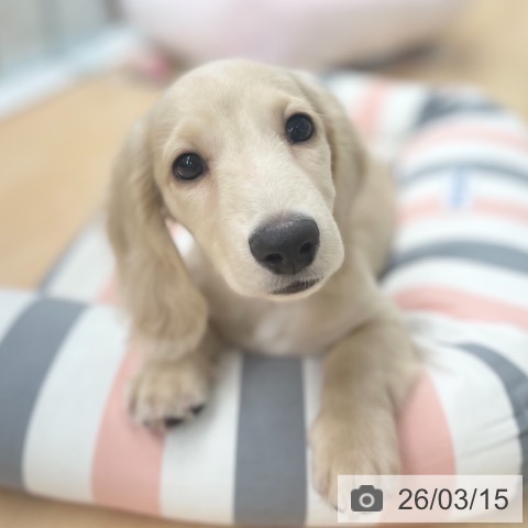 京都府のミニチュアダックスフンド(ロング) (ペットプラス 醍醐店/2025年12月15日生まれ/男の子/イエロー)の子犬の3枚目の画像