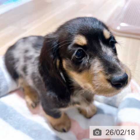 大阪府のミニチュアダックスフンド(ロング) (ペットプラス イオン大日店/2025年12月15日生まれ/女の子/シルバーダップル)の子犬の4枚目の画像