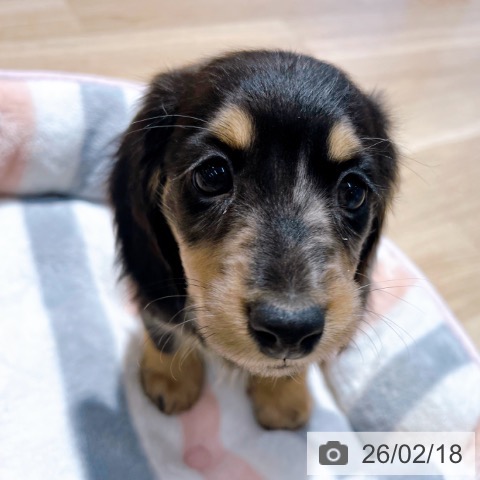 大阪府のミニチュアダックスフンド(ロング) (ペットプラス イオン大日店/2025年12月15日生まれ/女の子/シルバーダップル)の子犬の3枚目の画像