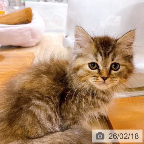 ラガマフィンの写真