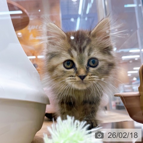 ラガマフィンの写真