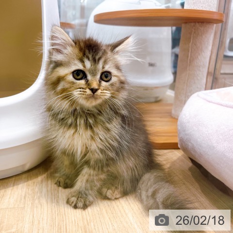 ラガマフィンの写真