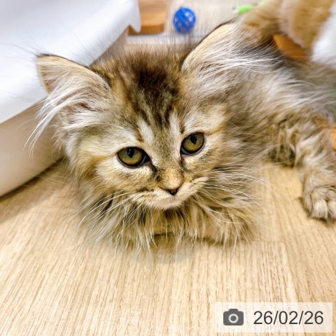 ラガマフィンの写真