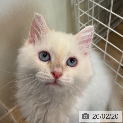 京都府のサイベリアン (ペットプラス イオンモールKYOTO店/2025年12月4日生まれ/男の子/クリームリンクスポイント)の子猫の4枚目の画像