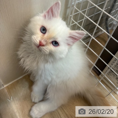京都府のサイベリアン (ペットプラス イオンモールKYOTO店/2025年12月4日生まれ/男の子/クリームリンクスポイント)の子猫の3枚目の画像
