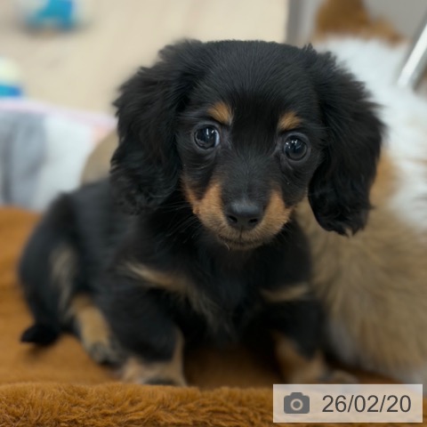 京都府のカニンヘンダックスフンド(ロング) (ペットプラス 京都桂川店/2025年12月13日生まれ/男の子/ブラックタン)の子犬の4枚目の画像