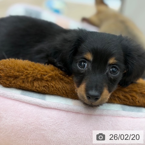 京都府のカニンヘンダックスフンド(ロング) (ペットプラス 京都桂川店/2025年12月13日生まれ/男の子/ブラックタン)の子犬の3枚目の画像