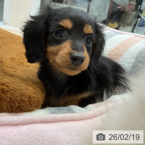 カニーンヘン・ダックスフンドの写真