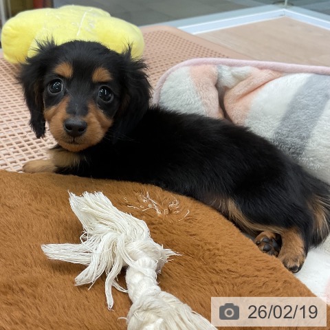 カニーンヘン・ダックスフンドの写真